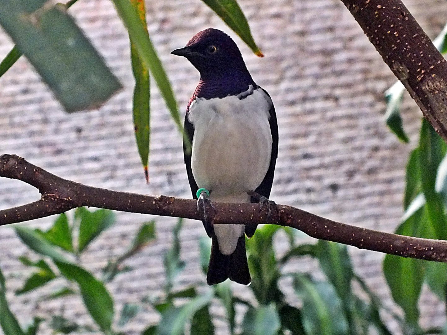 Male violet-backed starling