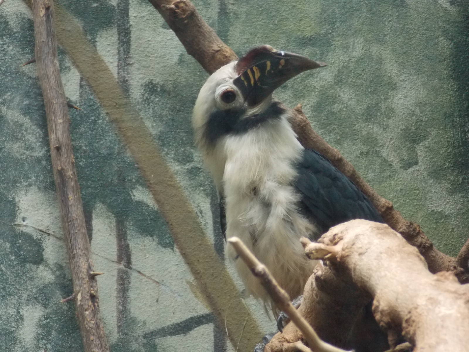Male Visayan tarictic hornbill