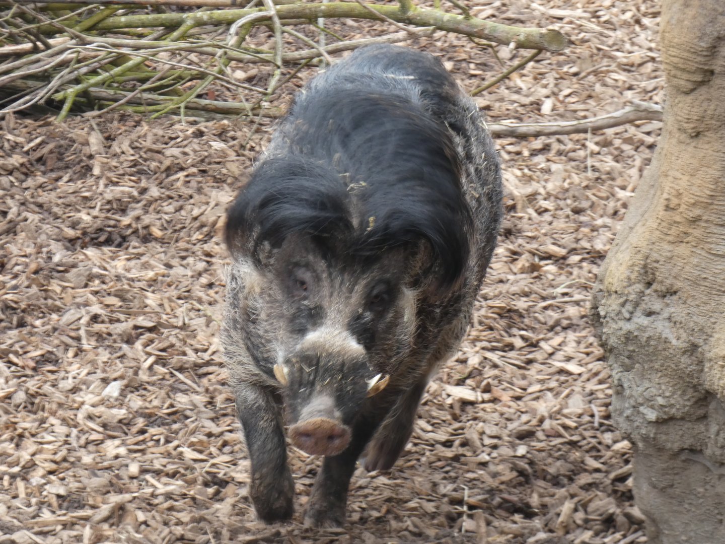 Male Visayan Warty Pig in Islands