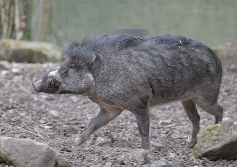 Male Visayan warty pig