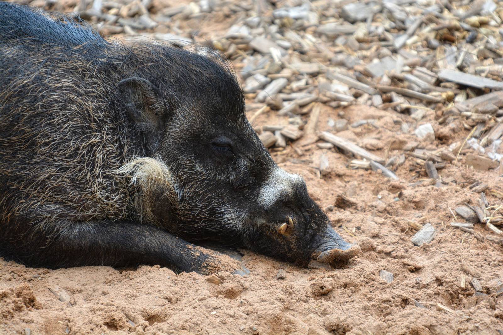 male visayan warty pig