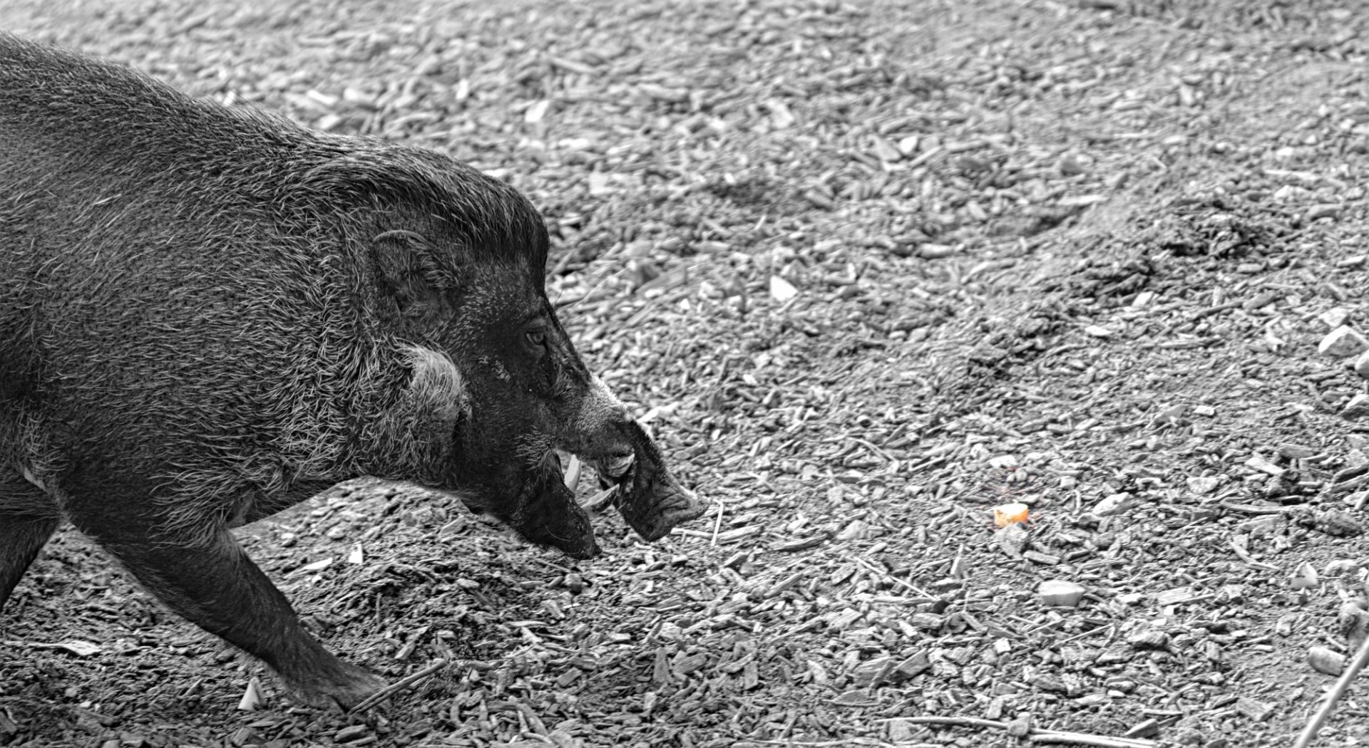 Male Visayan Warty Pig