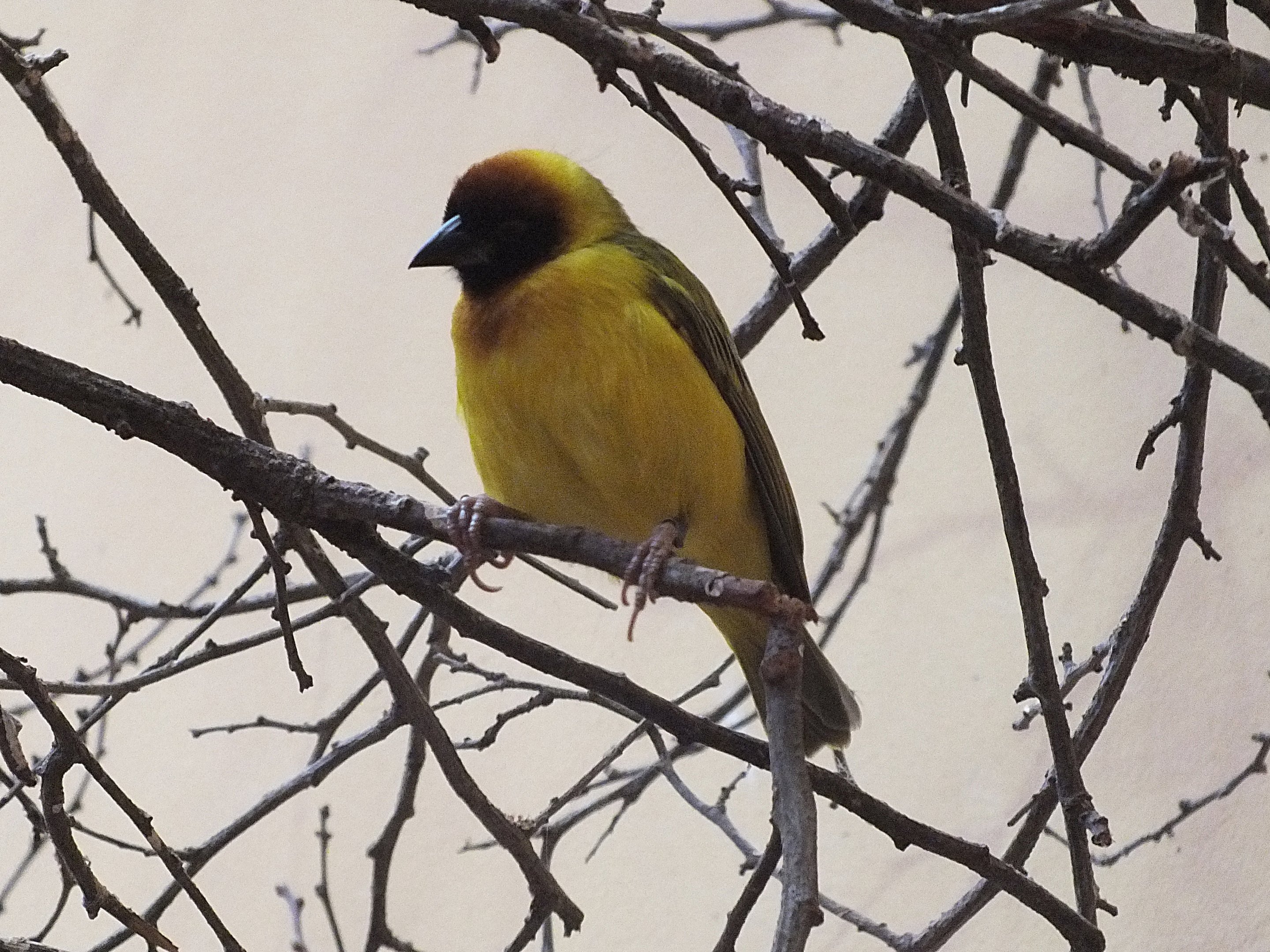 Male vitelline masked weaver
