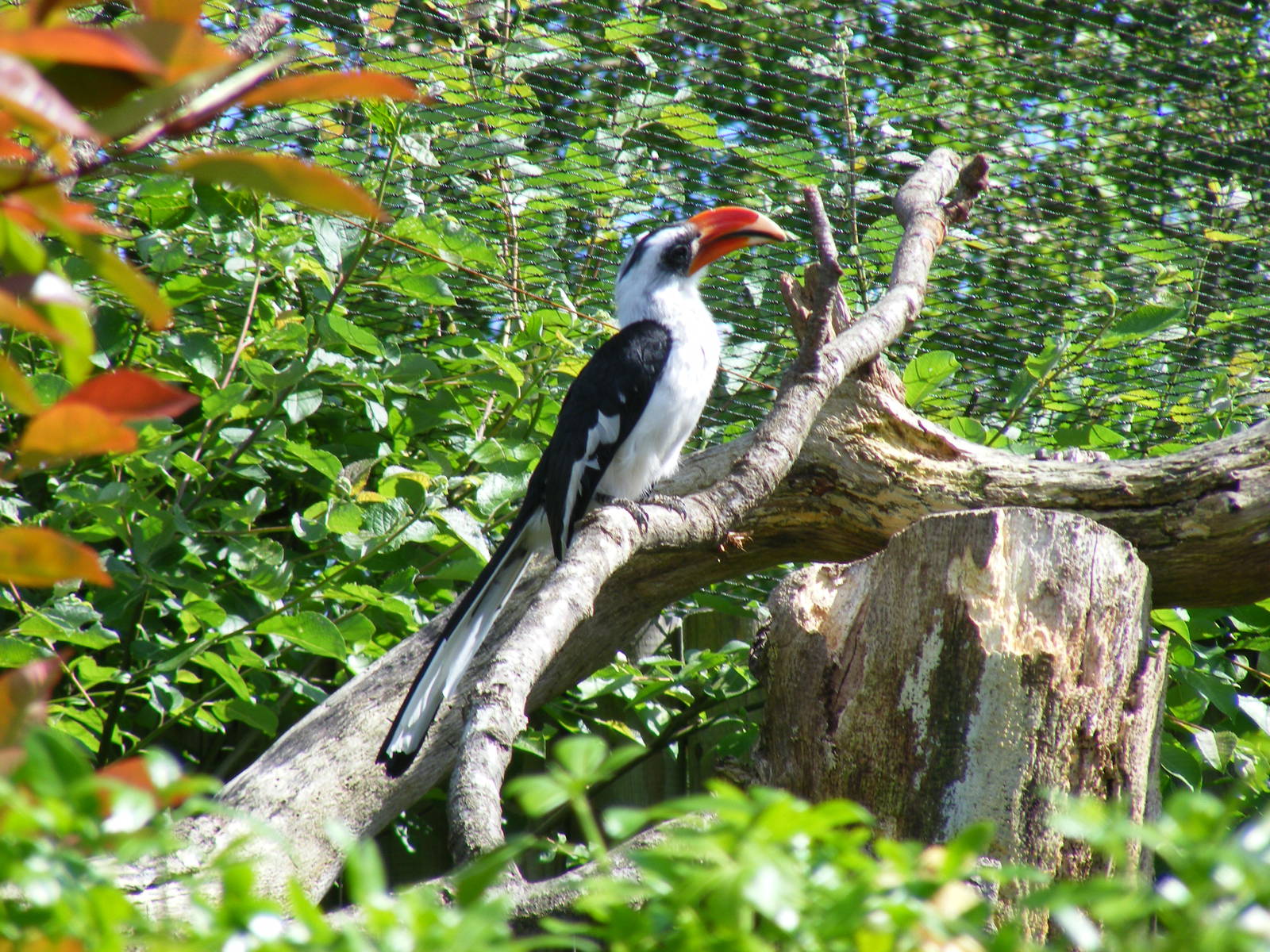 Male Von der Decken's hornbill at Marwell Wildlife, 8 May 2011