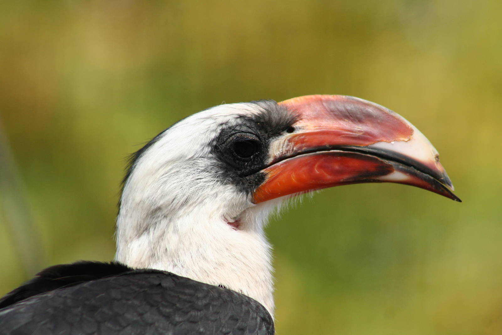 Male Von Der Decken's Hornbill @ Chester; 22.09.2010