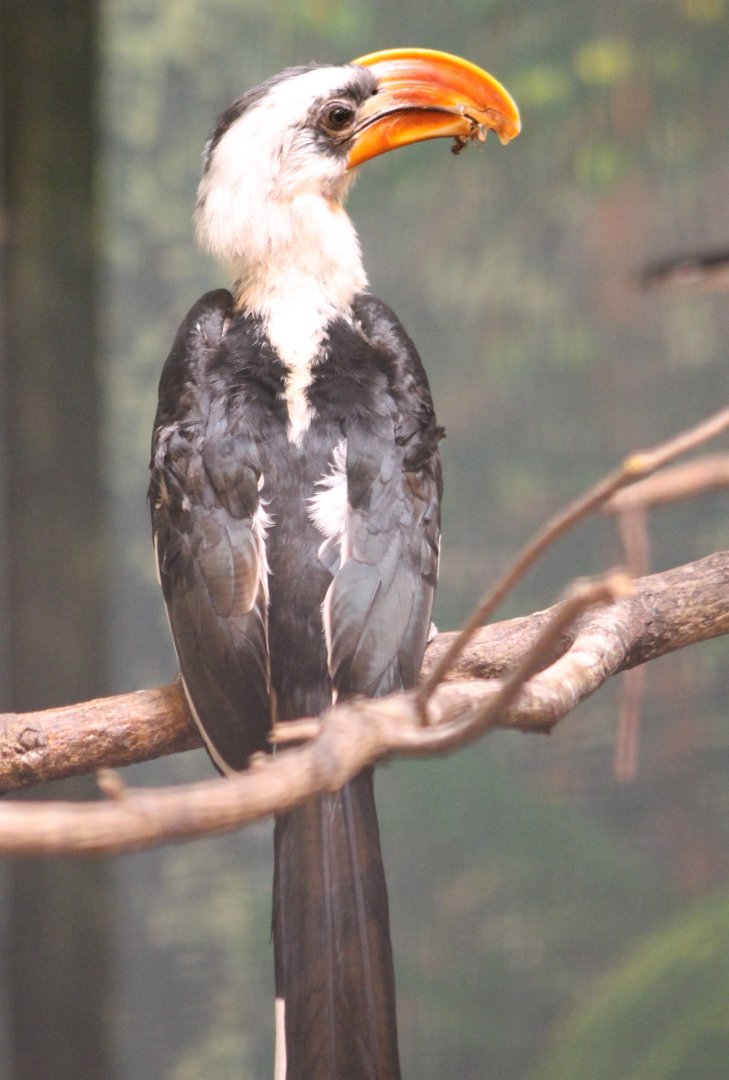Male Von der Decken's hornbill