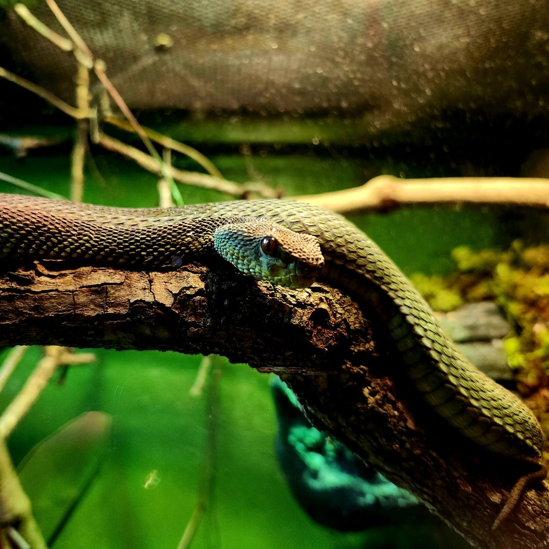 Male Wagler's Pit Viper (Tropidolaemus wagleri)