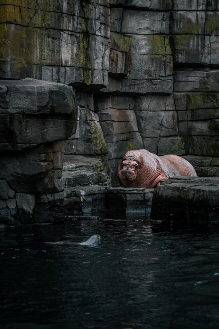 Male Walrus and South Amercian Fur Seal