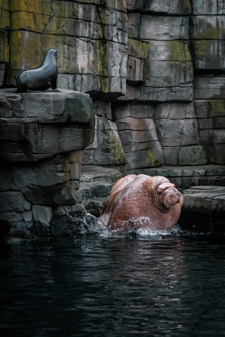 Male Walrus and South Amercian Fur Seal