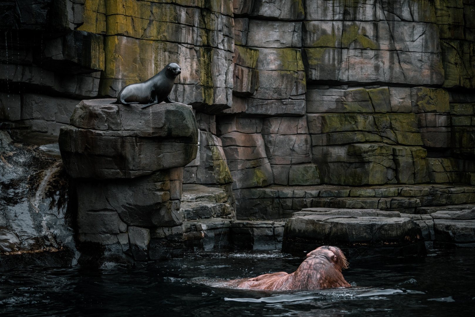 Male Walrus and South Amercian Fur Seal