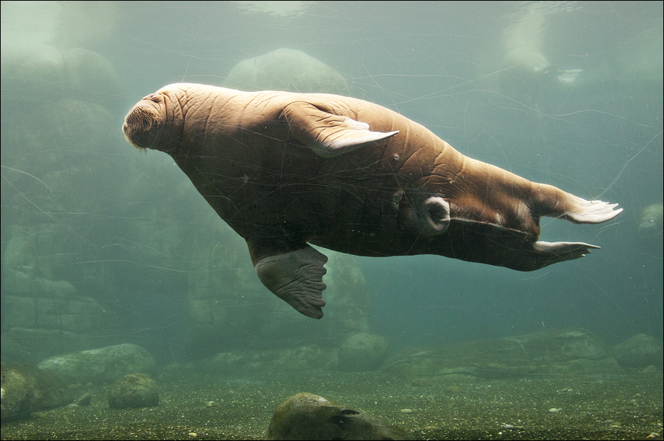 Male walrus at Hamburg