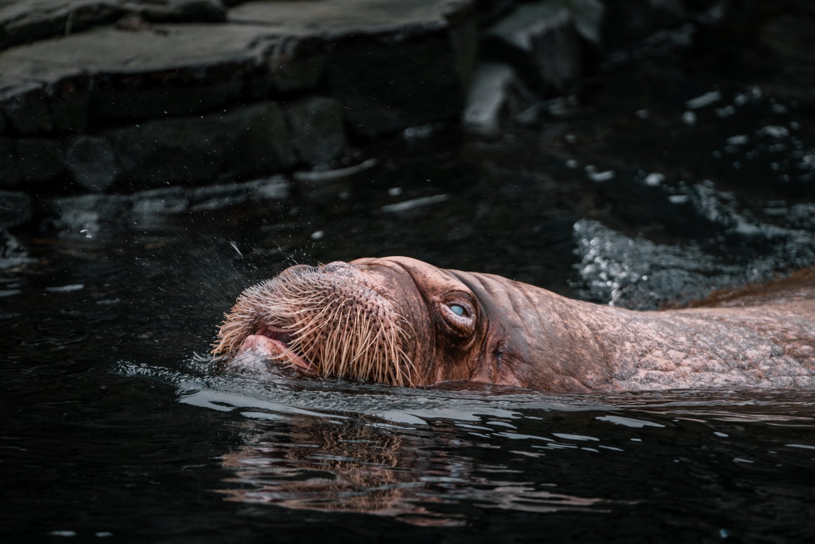 Male walrus