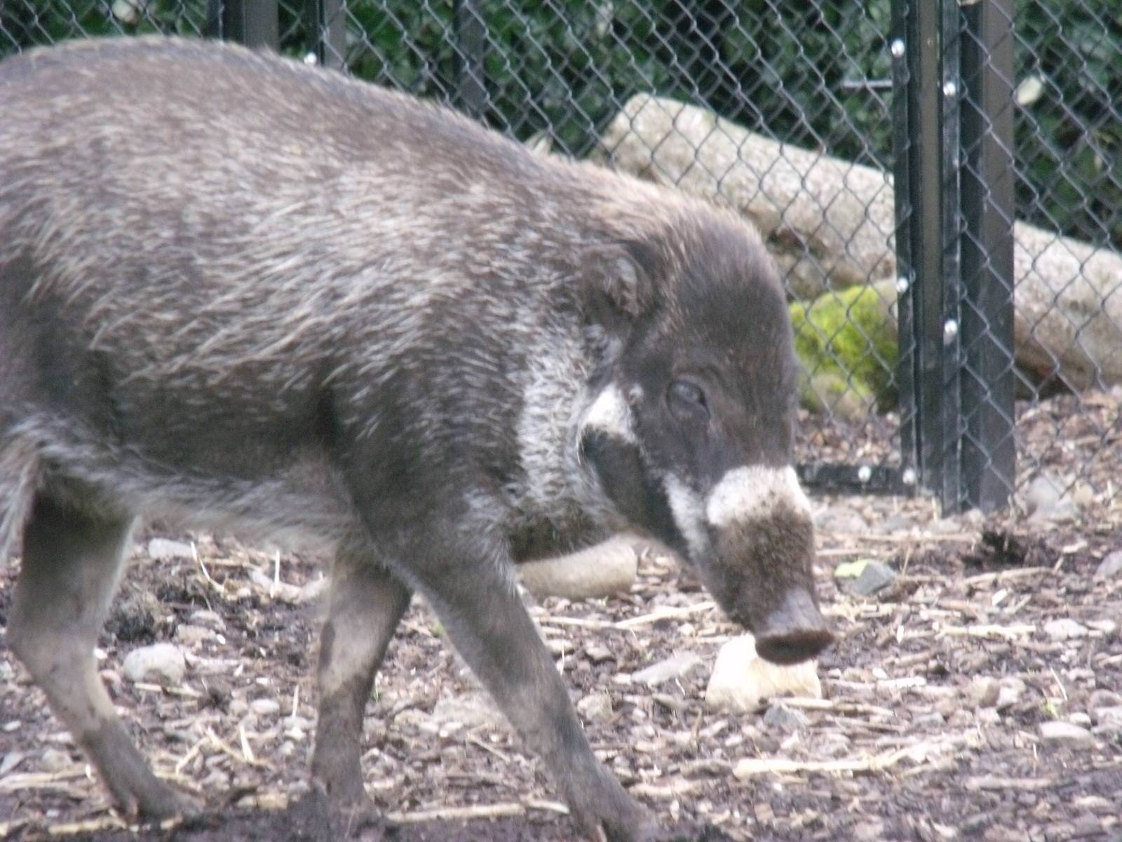 Male Wart pig