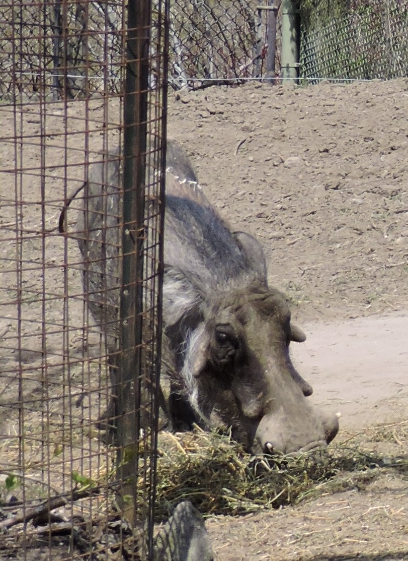 Male Warthog