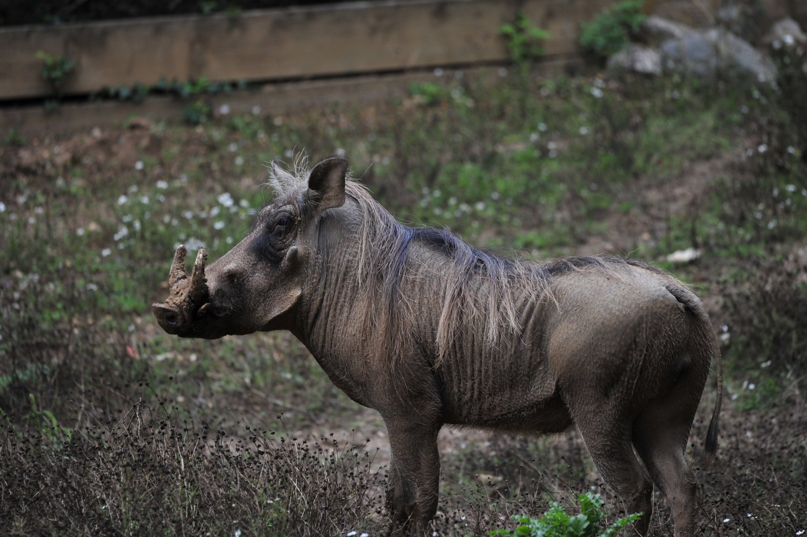 Male Warthog