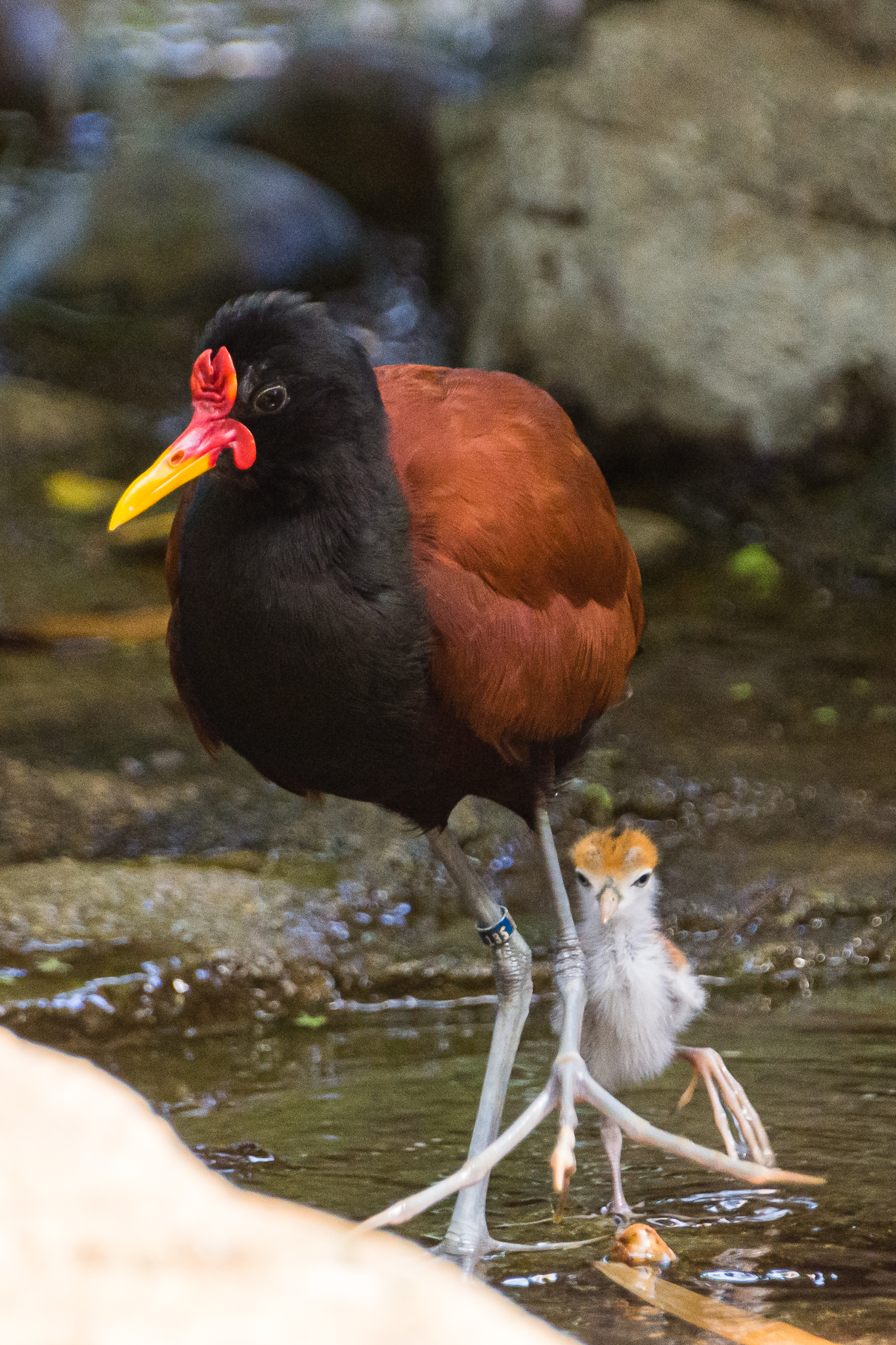 Male Wattled Jacana and chick