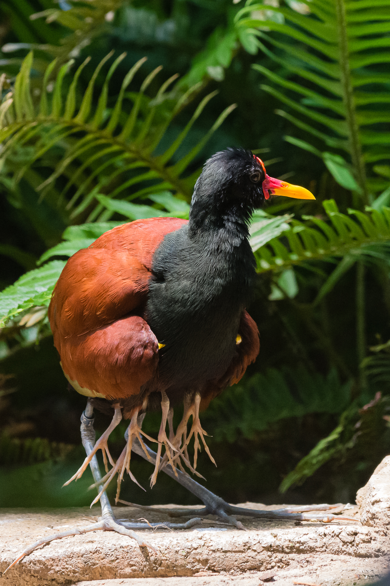 Male Wattled Jacana with 4 chicks