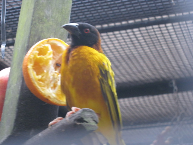 Male Weaver August 2014.