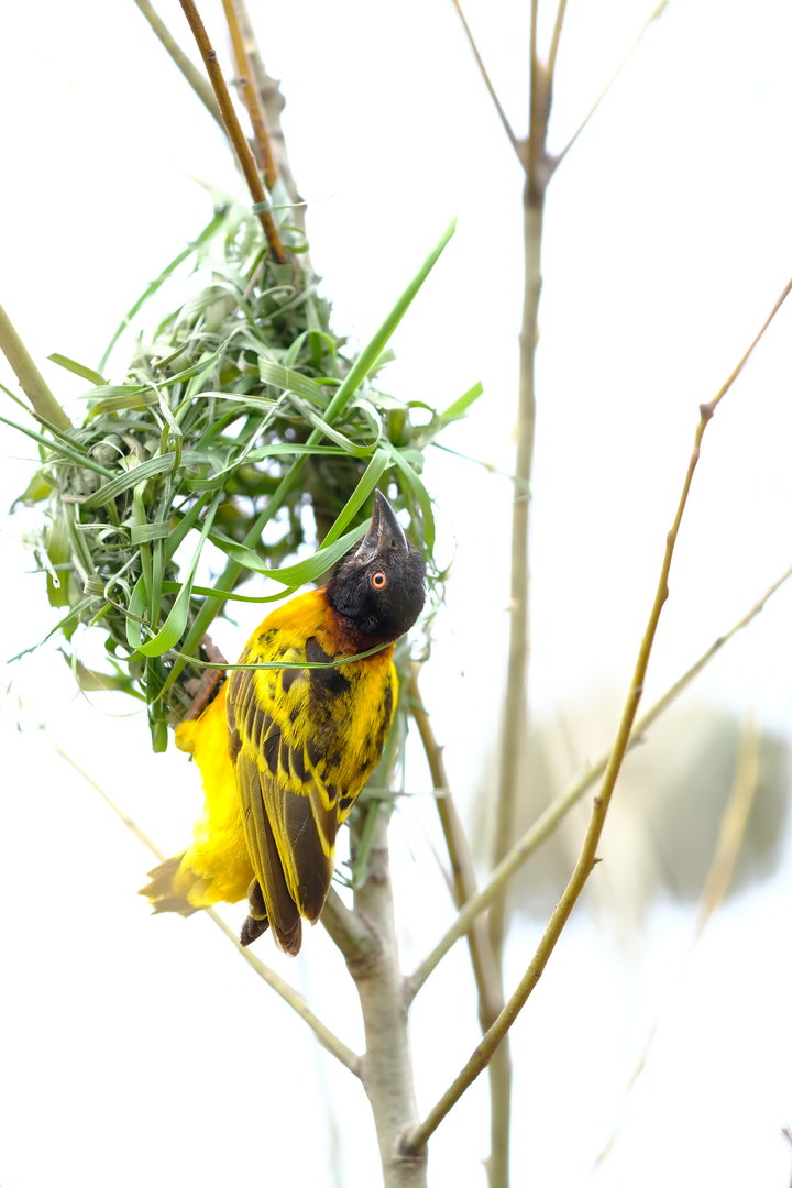 Male weaver