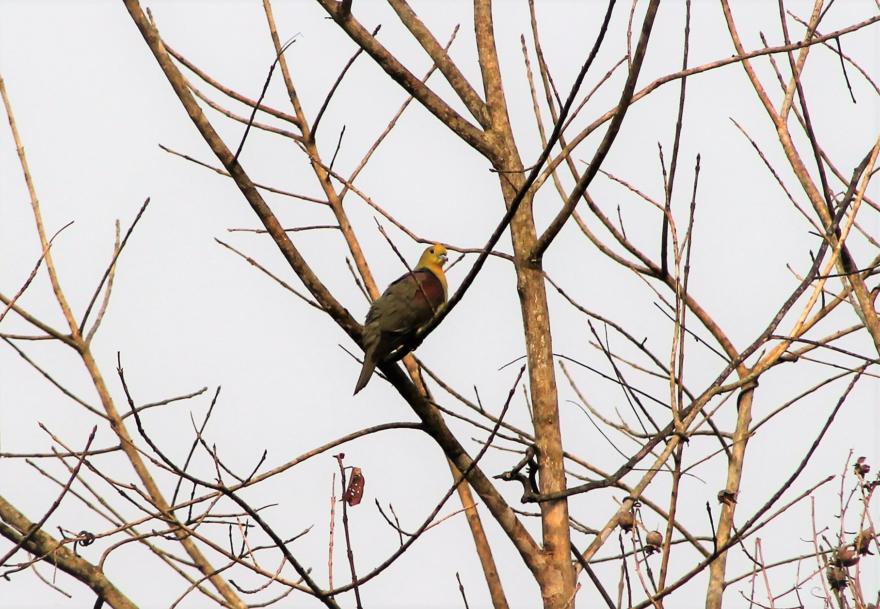 male Wedge-tailed Green Pigeon (Treron sphenura sphenura)