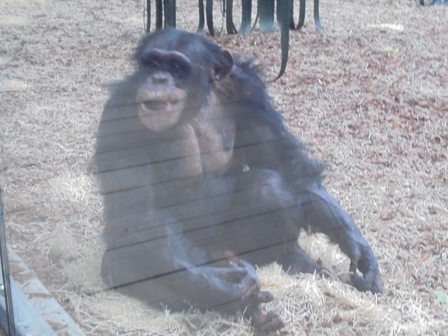 Male West African Chimpanzee 'Kibale'