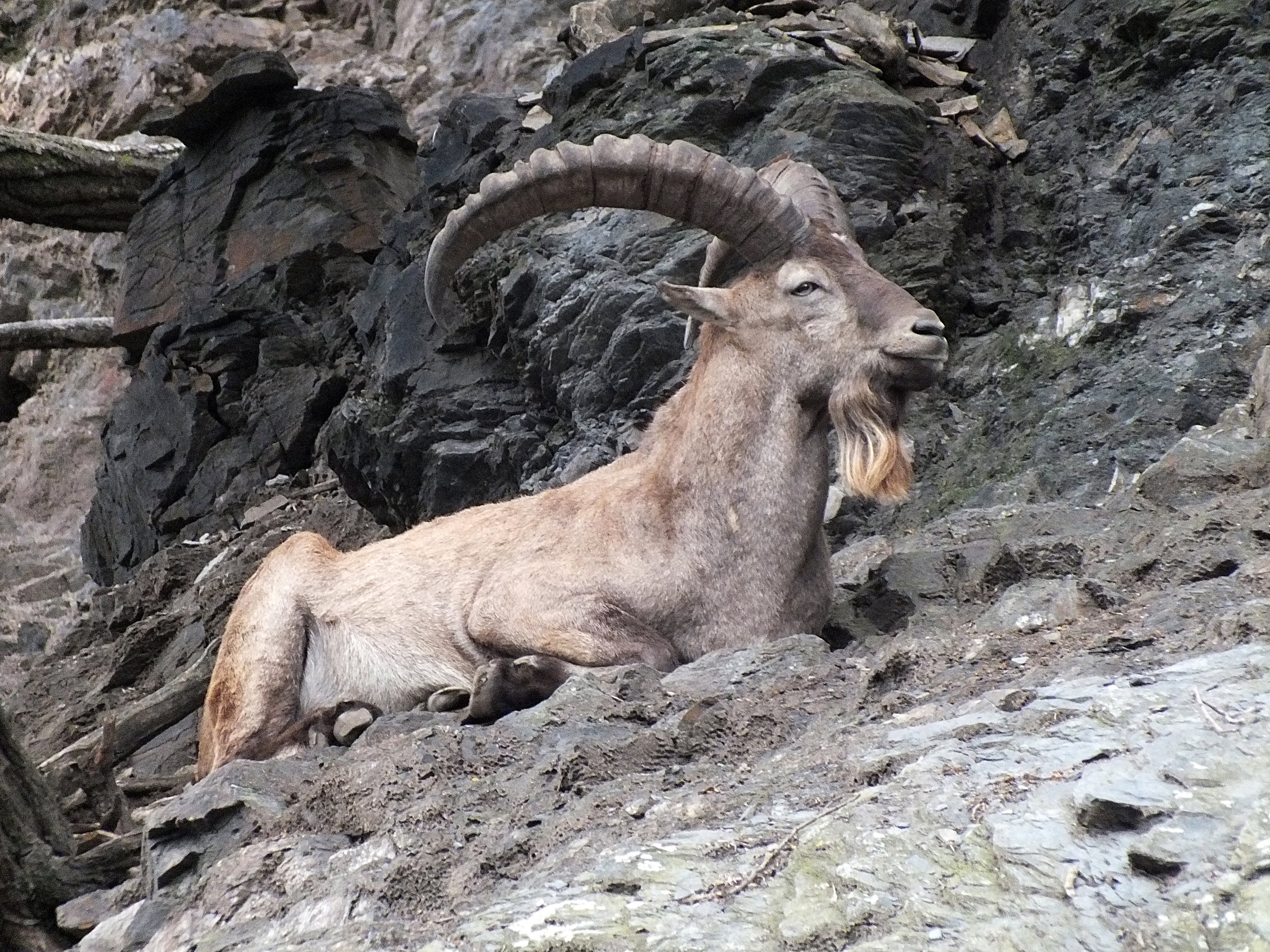 Male West Caucasian tur