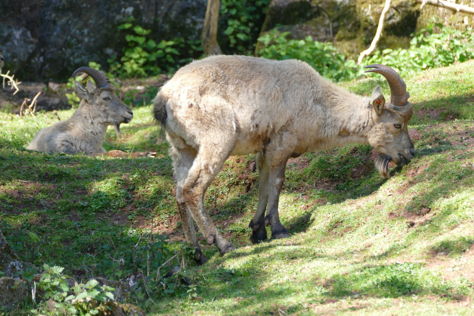 Male West Caucasian Turs, May 2018