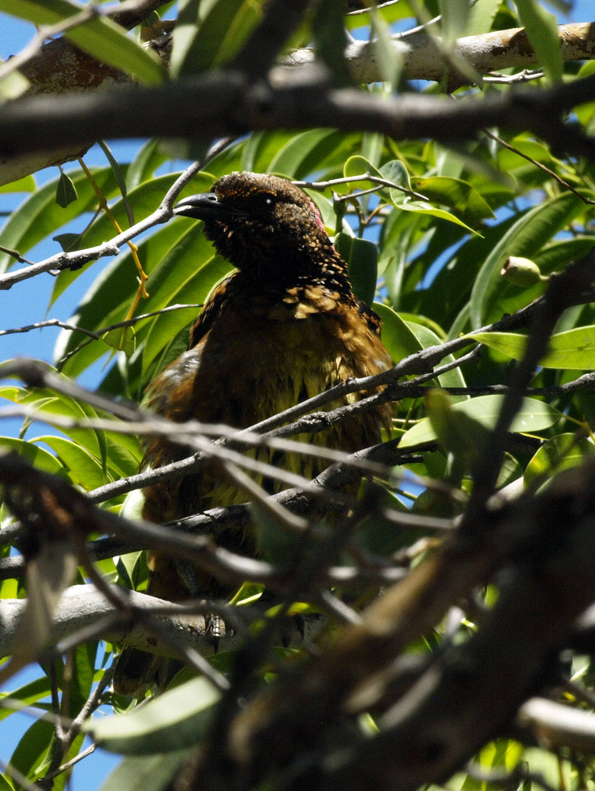 Male Western bowerbird