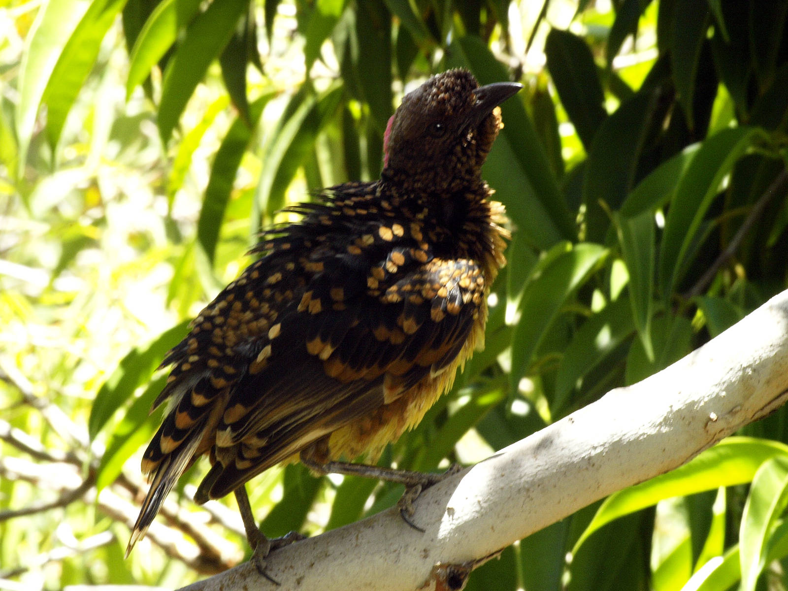 Male Western bowerbird