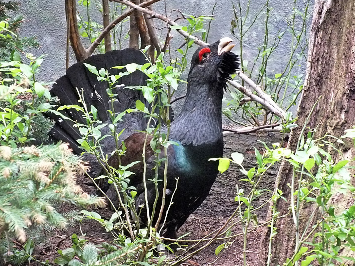 Male western capercaillie