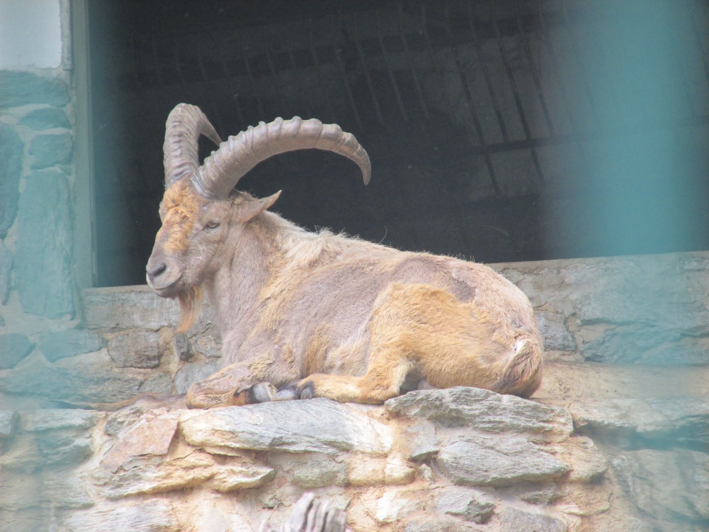 male western caucasian ibex