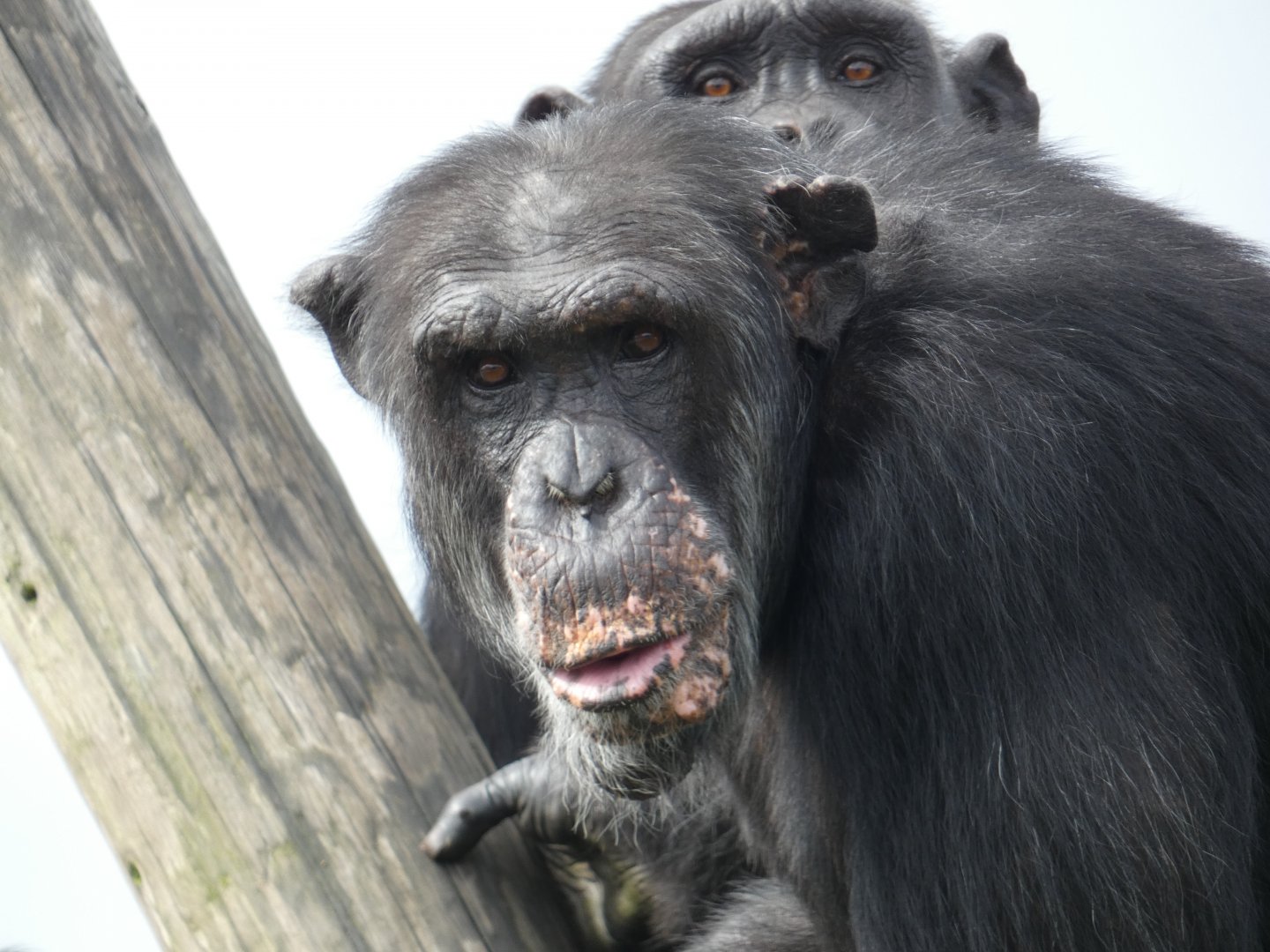 Male Western Chimpanzee