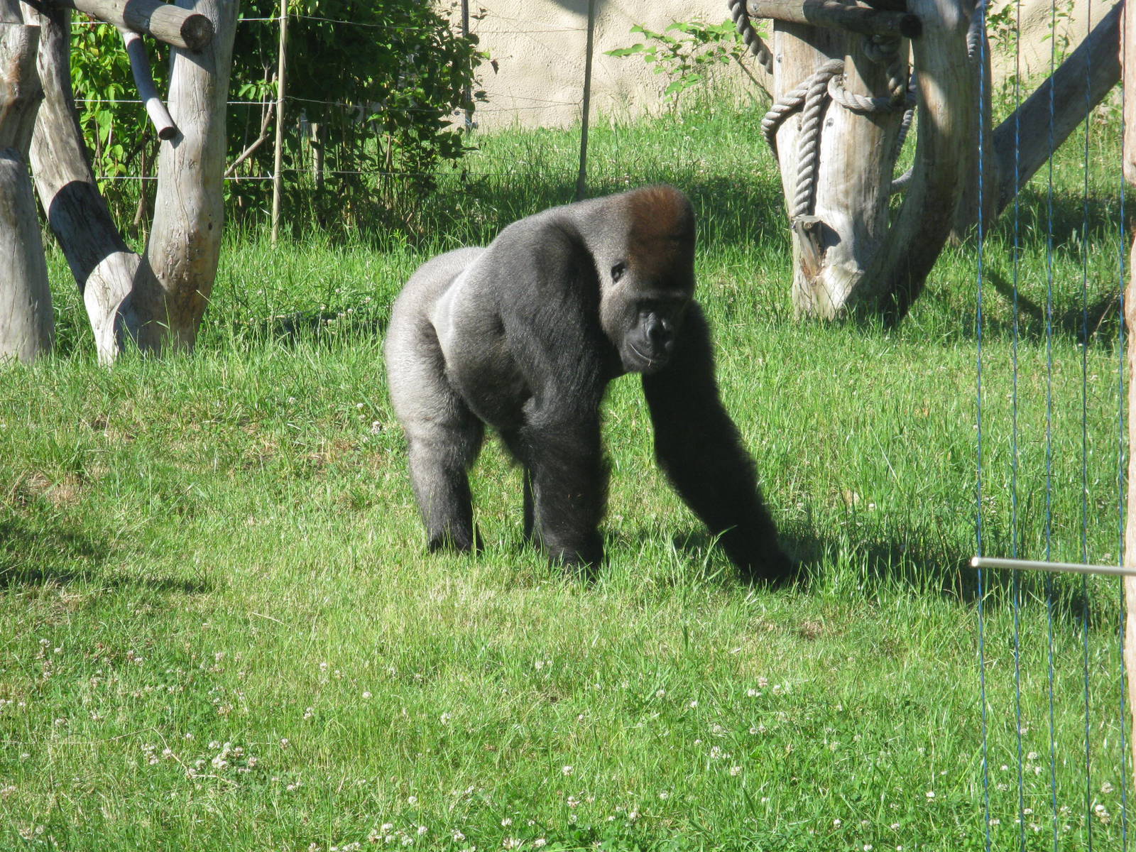 Male western gorilla