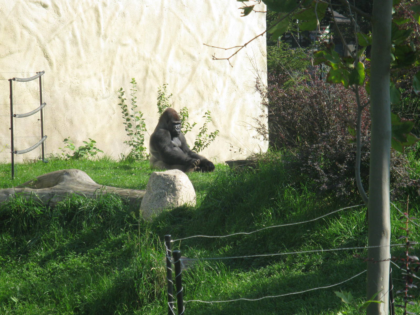 Male western gorilla