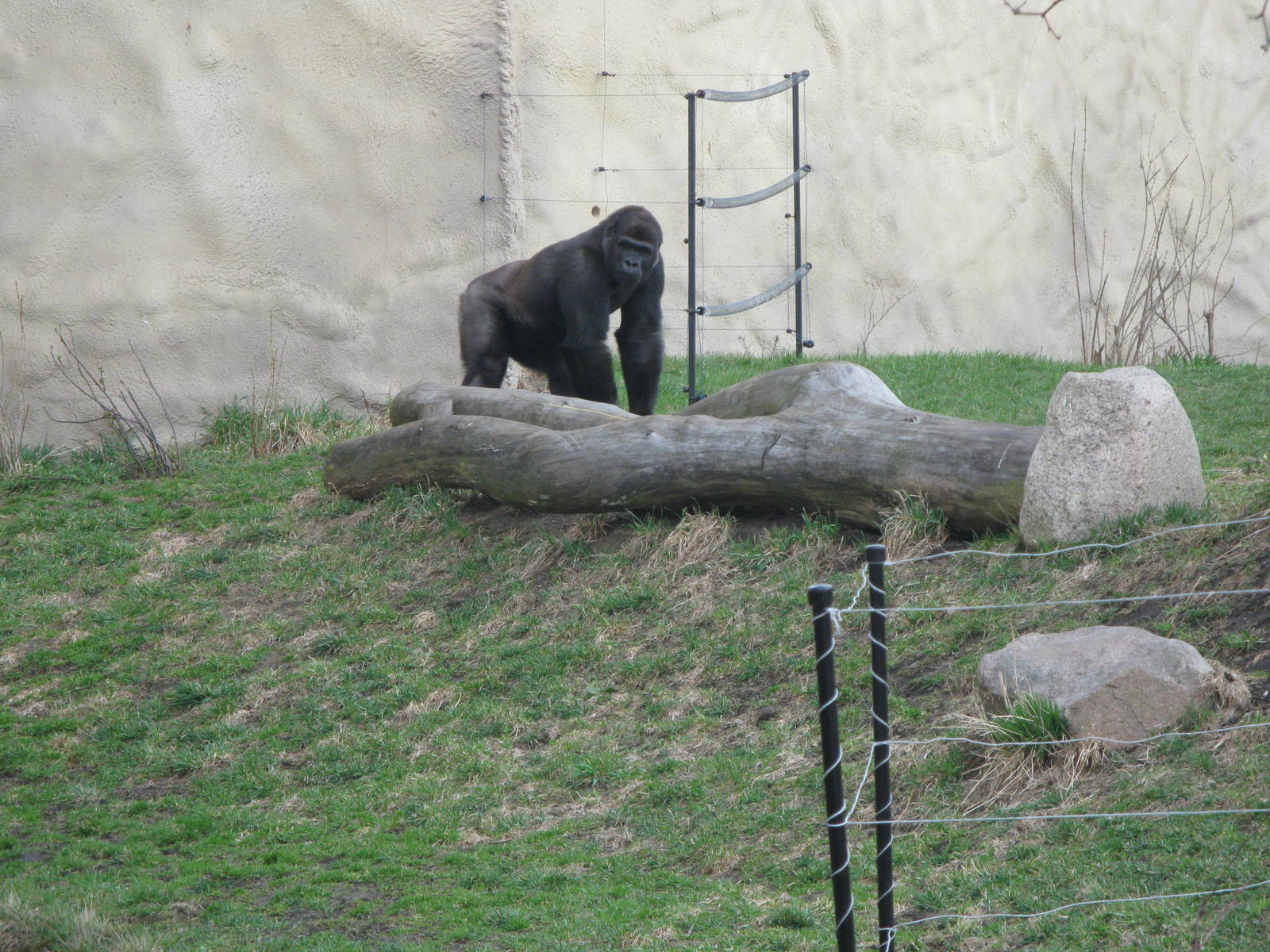 Male western gorilla