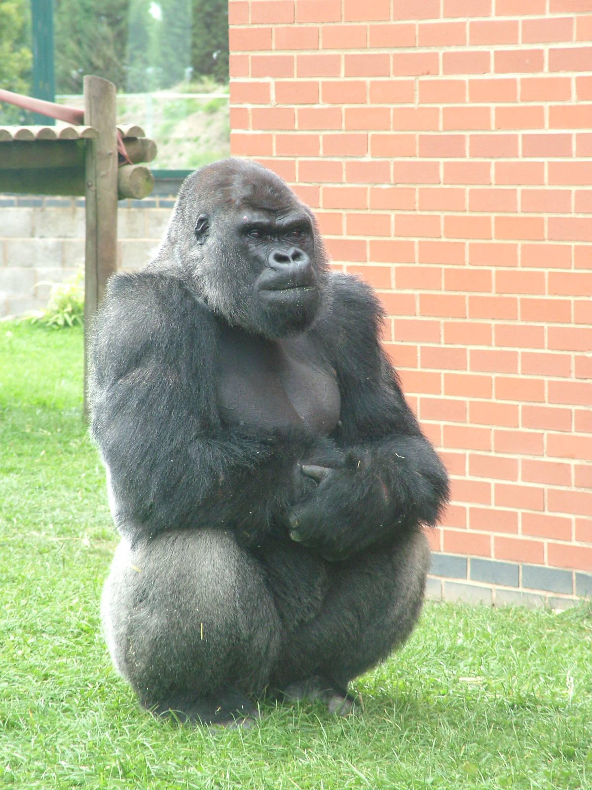 Male Western Lowland Gorilla at Twycross 13/09/09