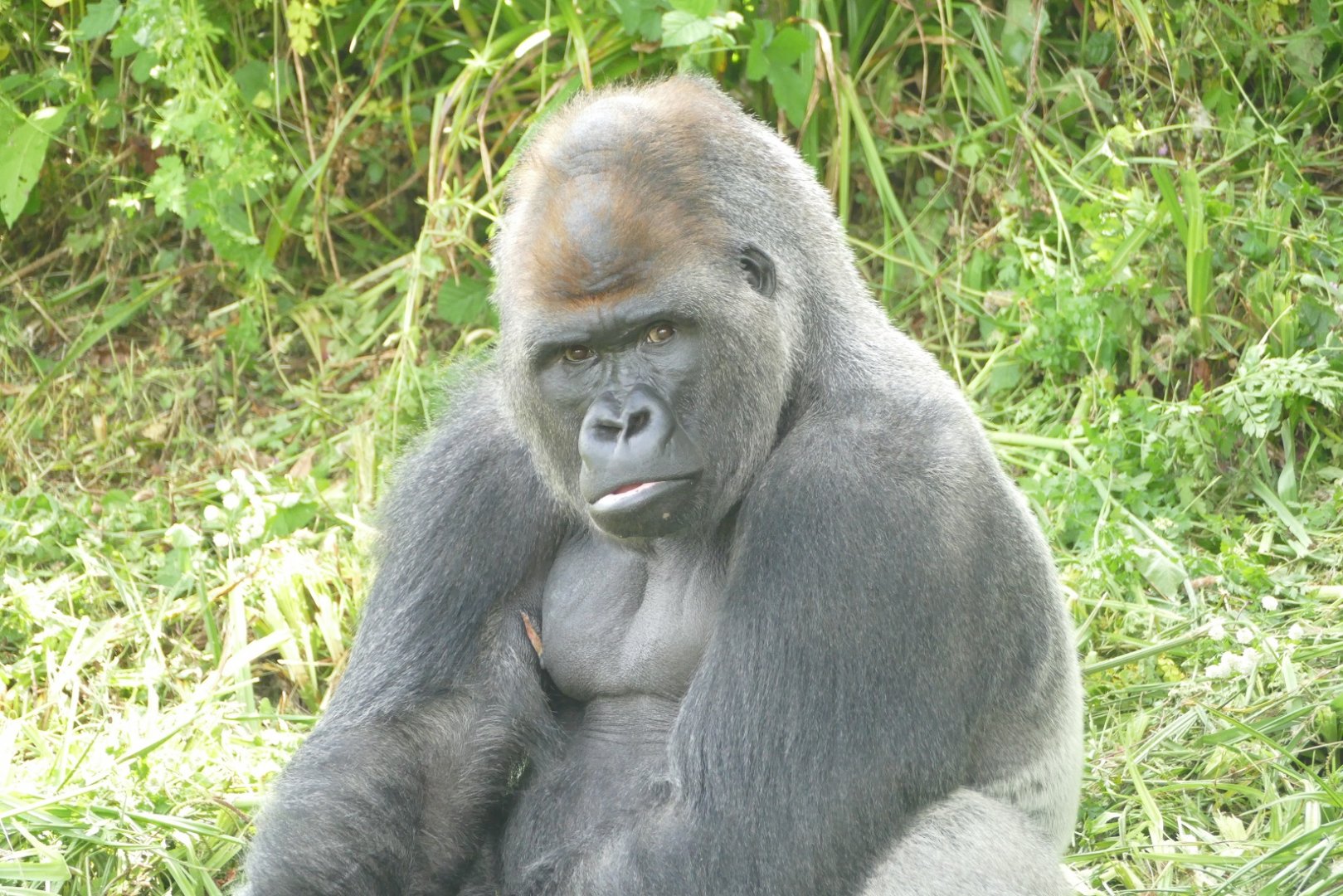 Male Western lowland gorilla, June 2019