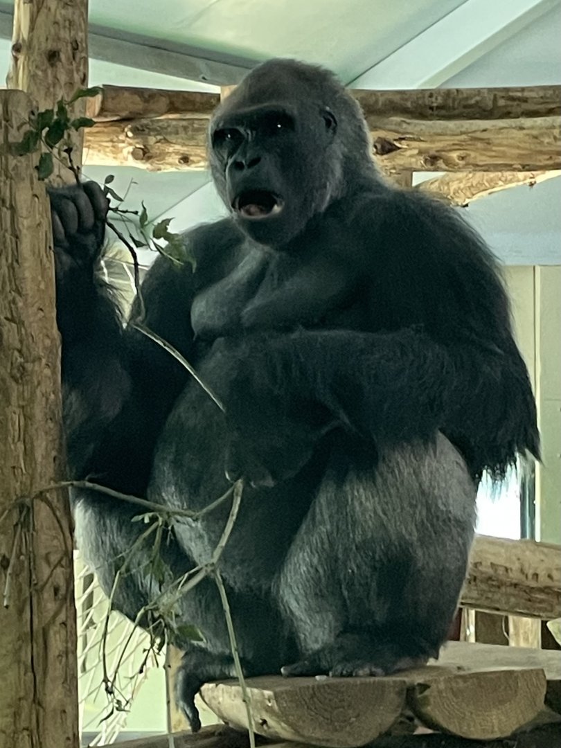Male Western Lowland Gorilla, Kiondo
