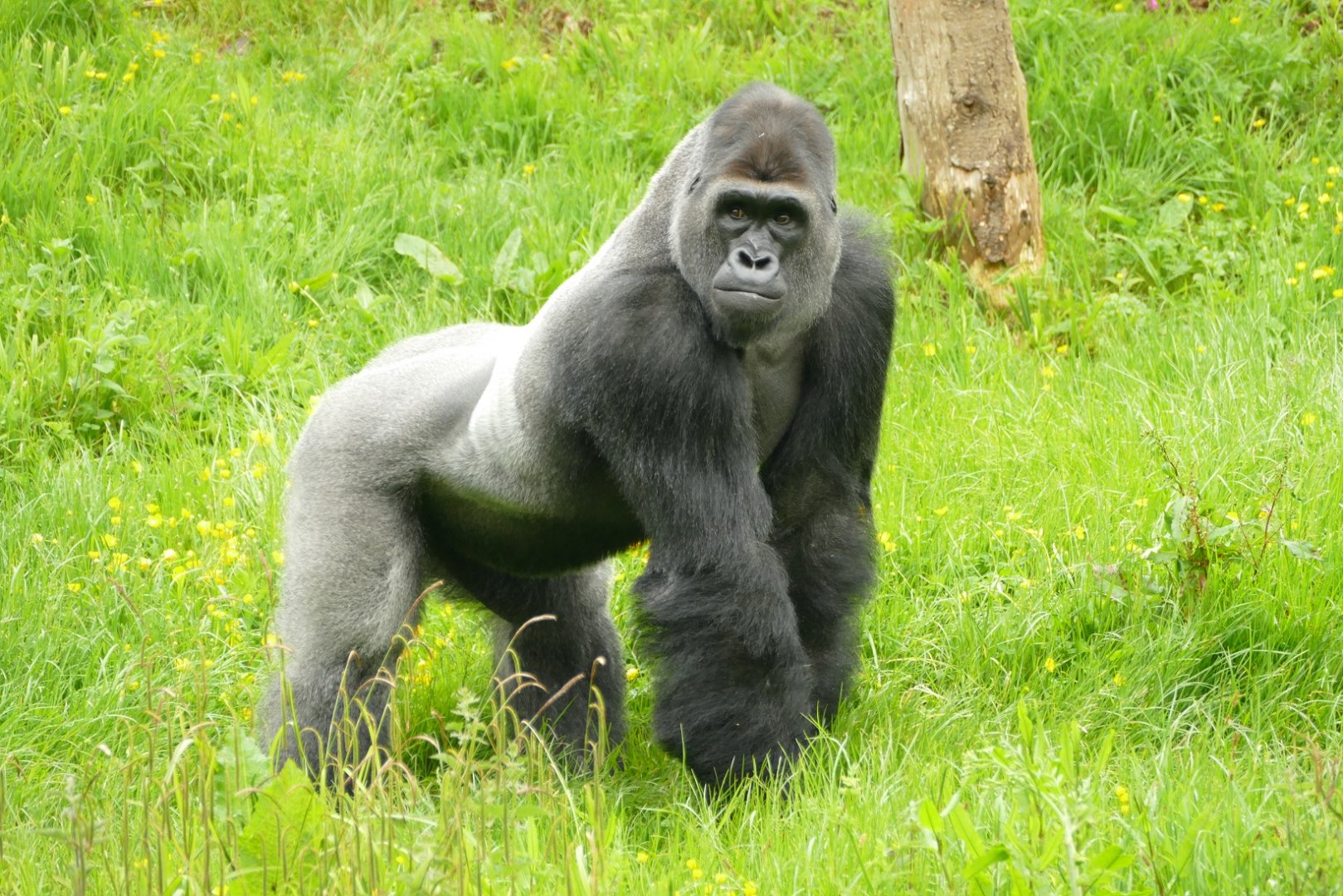 Male Western lowland gorilla, May 2021