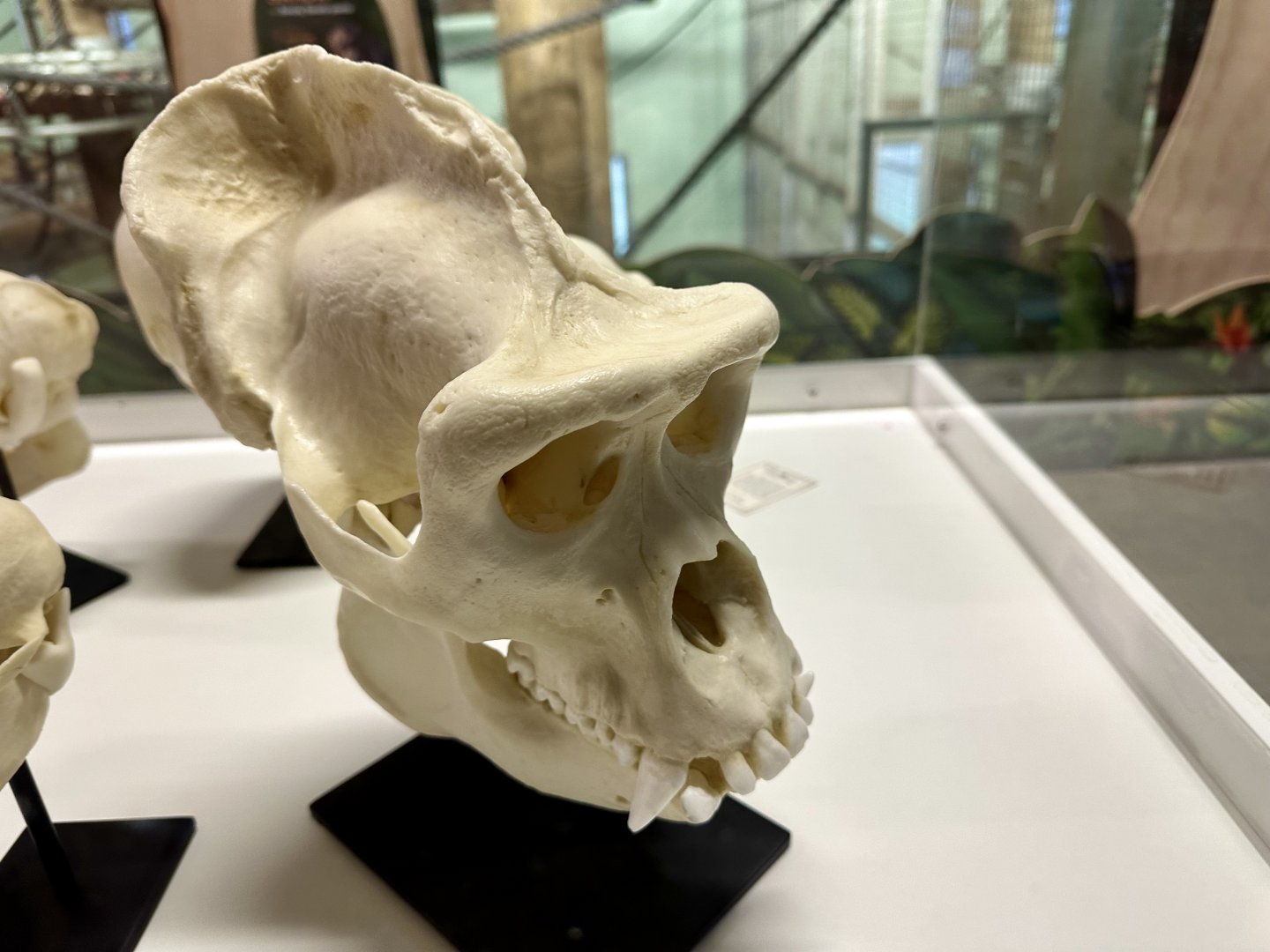 Male Western Lowland Gorilla Skull