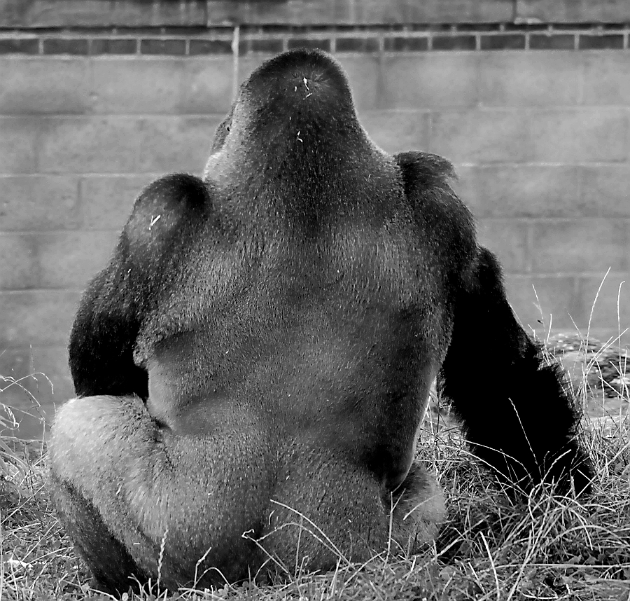 MALE WESTERN LOWLAND GORILLA