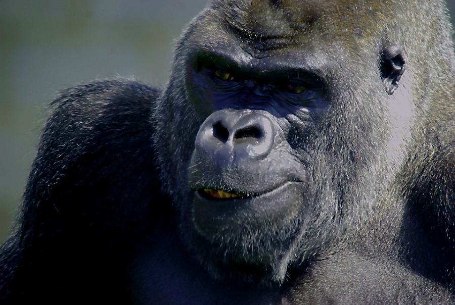 MALE WESTERN LOWLAND GORILLA