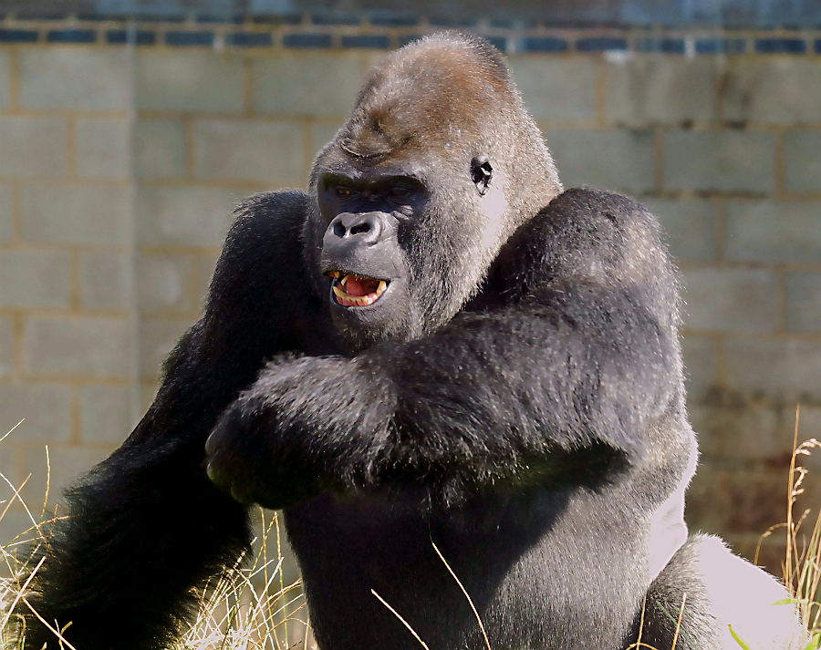 MALE WESTERN LOWLAND GORILLA