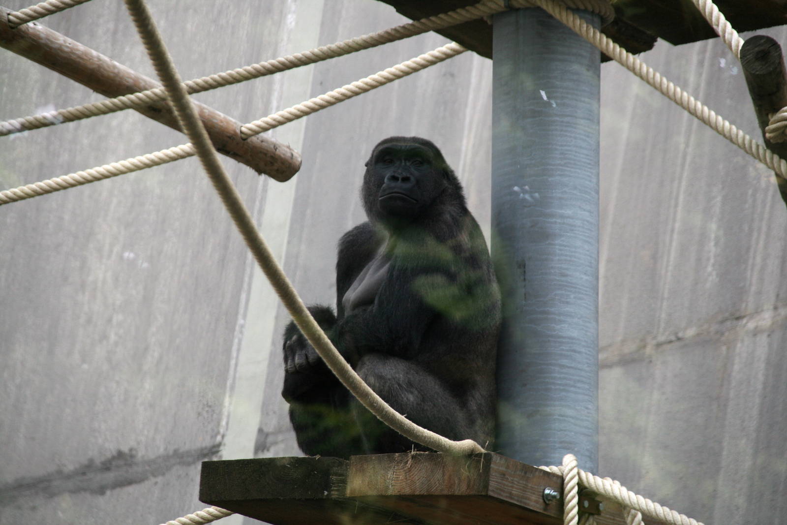 Male Western lowland gorilla