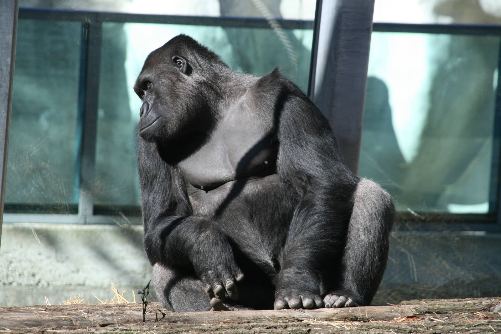 male Western lowland gorilla