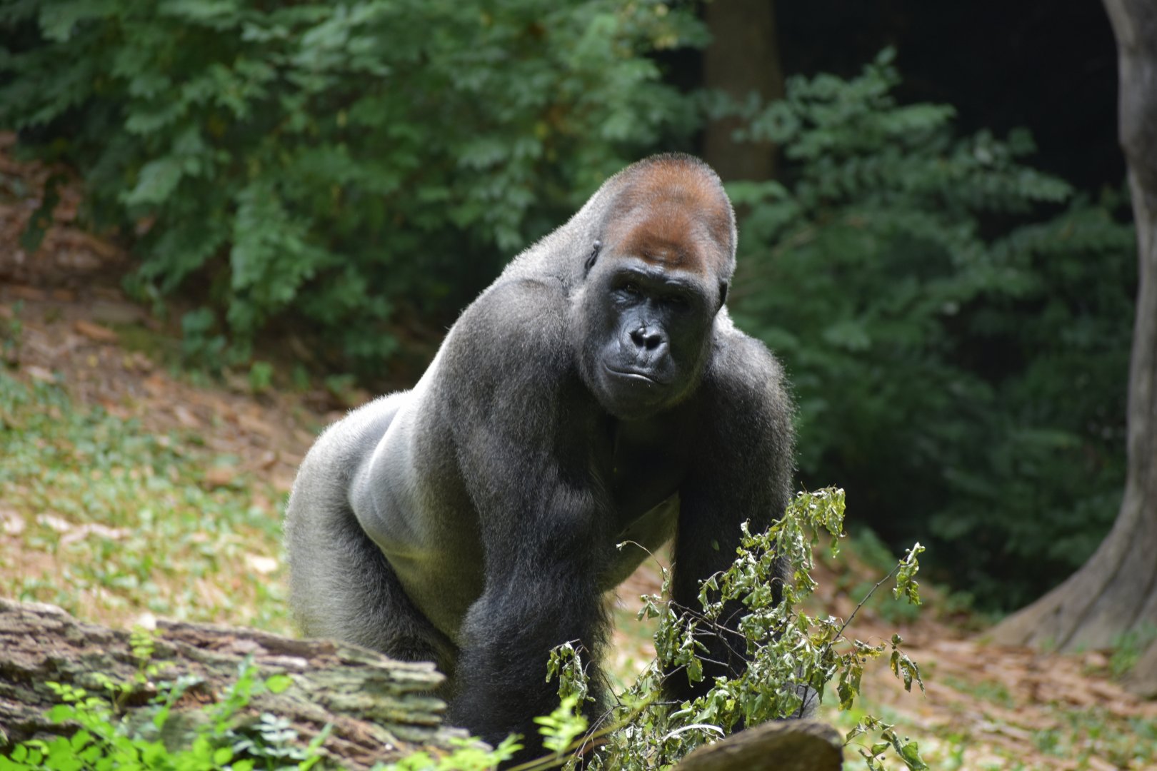 Male Western Lowland Gorilla