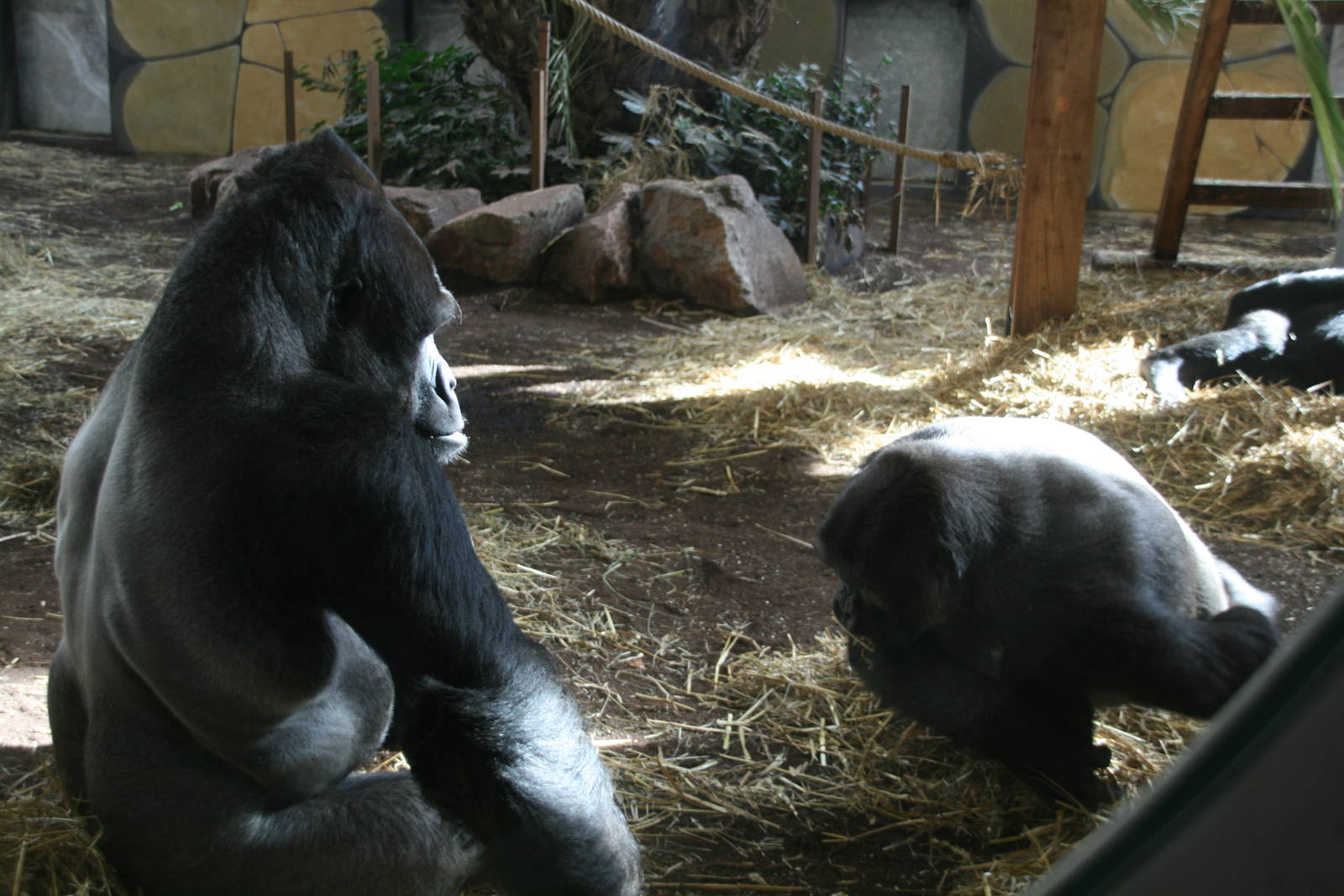 Male Western lowland gorilla's
