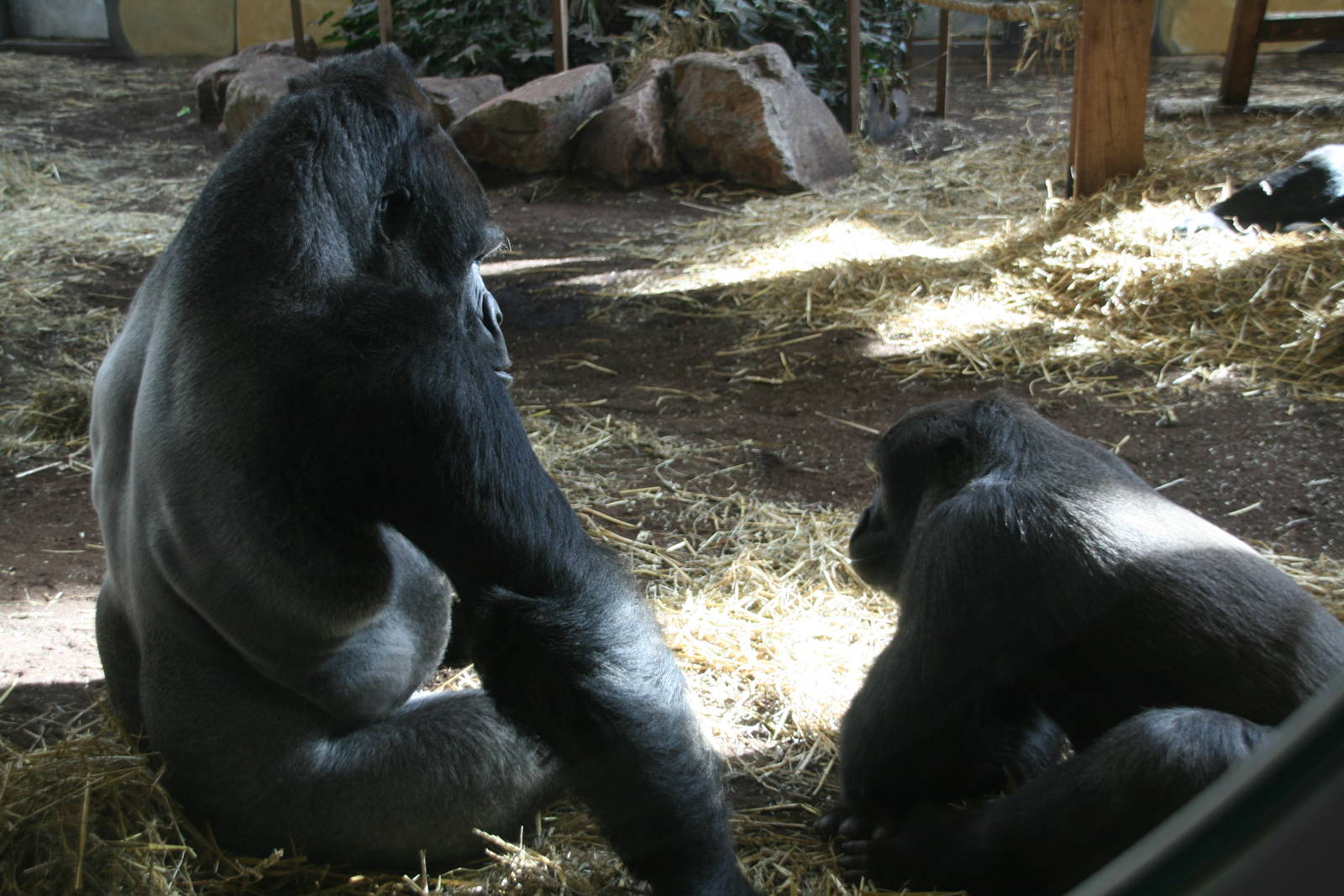 Male Western lowland gorilla's