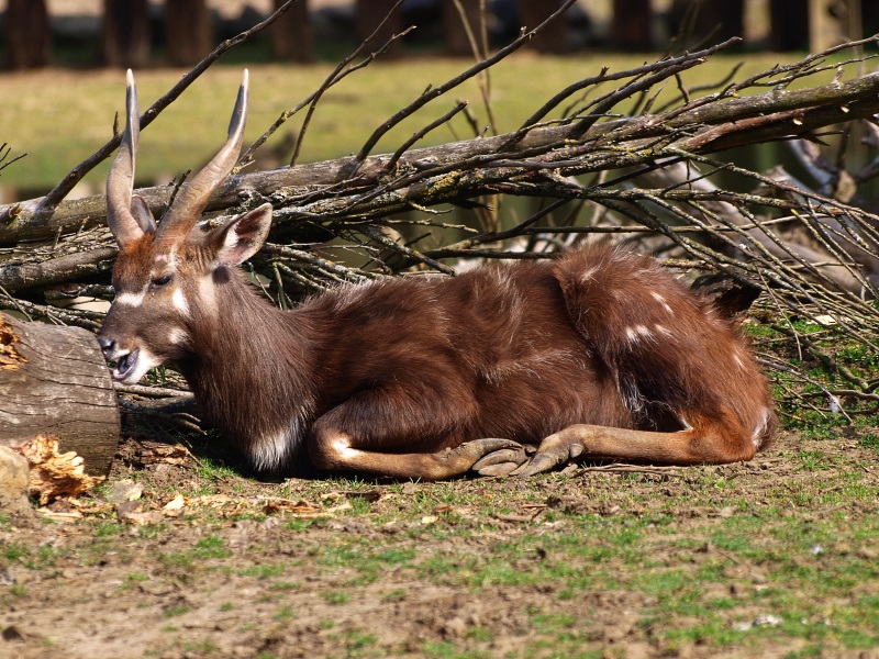 Male western sitatunga (April 19th, 2015)