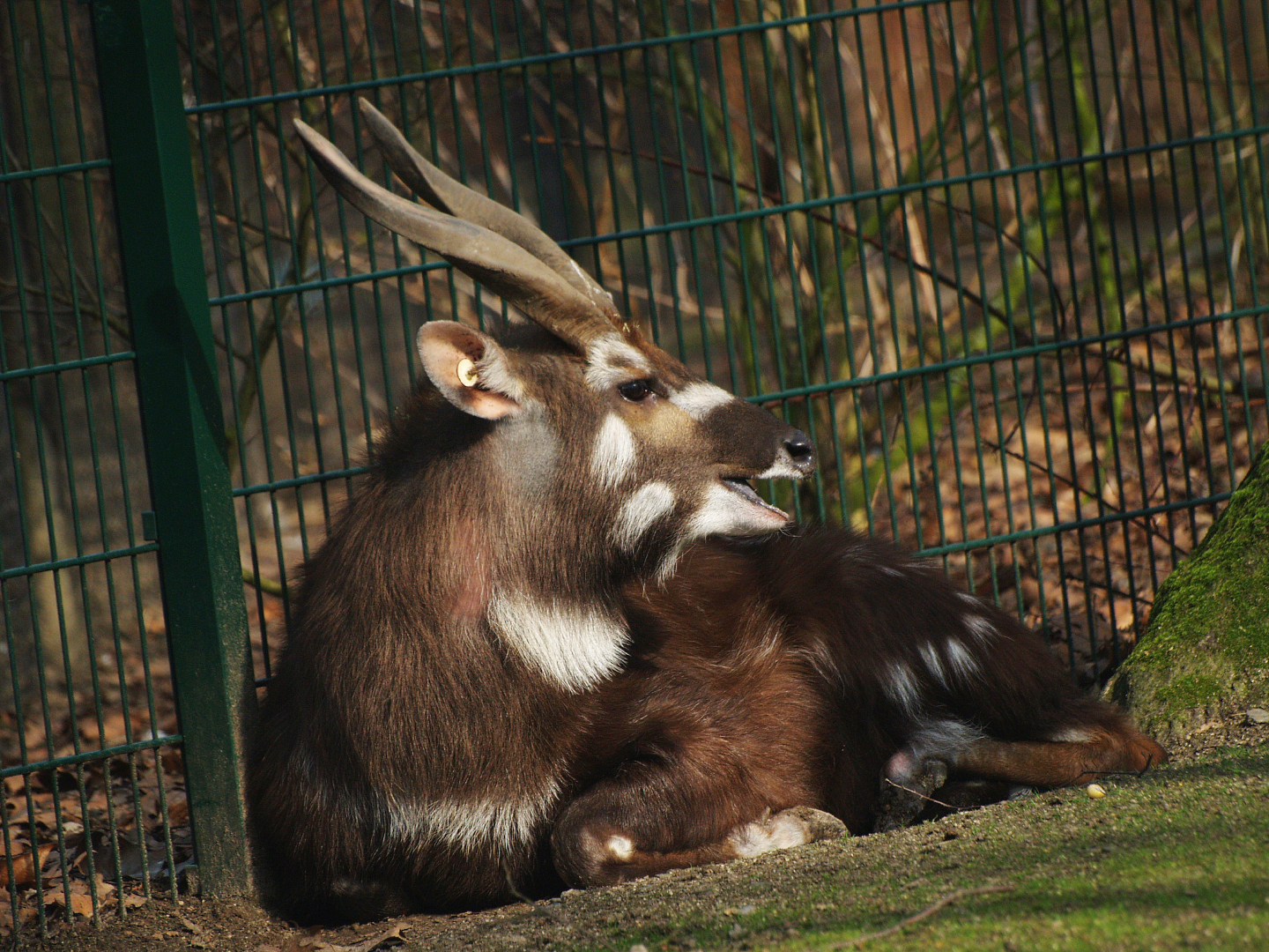 Male Western sitatunga (Tragelaphus spekii gratus), 2009-03-01